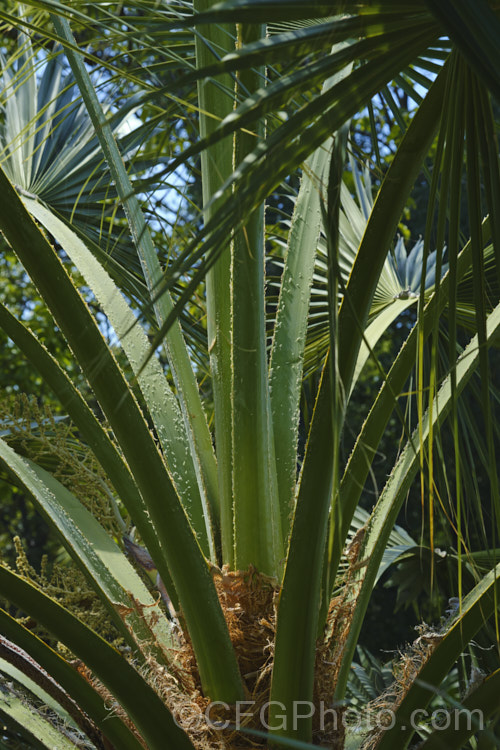 The centre of the crown of a Guadalupe Palm (<i>Brahea edulis</i>) showing the small cotton-like tufts on the foliage stems. This 10m tall fan palm is endemic to GuadalupeIsland off the western coast of Mexico. It produces large sprays of tiny flowers that develop into edible date-like black fruits. Order: Arecales, Family: Arecaceae