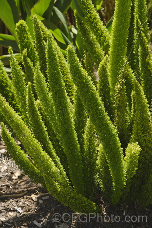 Plume Asparagus or Foxtail Fern (<i>Asparagus densiflorus</i>), a tuberous rooted perennial native to southern Africa. Widely cultivated as a house plant for its foliage plumes, it is similar to Asparagus aethiopicus and likewise can become an invasive garden escapee. asparagus-2372htm'>Asparagus.