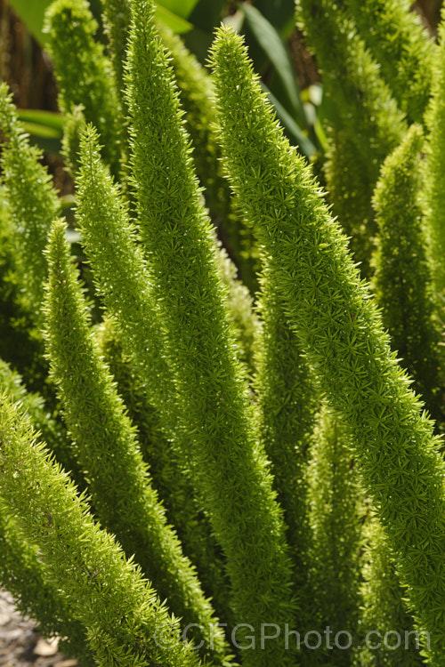 Plume Asparagus or Foxtail Fern (<i>Asparagus densiflorus</i>), a tuberous rooted perennial native to southern Africa. Widely cultivated as a house plant for its foliage plumes, it is similar to Asparagus aethiopicus and likewise can become an invasive garden escapee. asparagus-2372htm'>Asparagus.