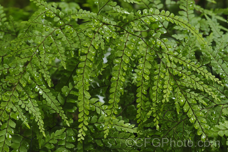 Hairy Maidenhair (<i>Adiantum fulvum</i>), a small, rhizomatous, evergreen fern native to New Zealand. The mature fronds are up to 30cm long. Order: Polypodiales, Family: Pteridaceae