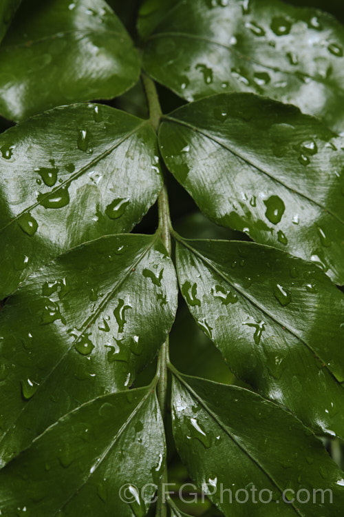 Closeup of the foliage of Shining Spleenwort or Huruhuru. Whenua (<i>Asplenium oblongifolium</i>), a very distinctive glossy-leafed New Zealand fern with 1m long fronds. Its spreads to form a clump well over 1m wide. asplenium-2279htm'>Asplenium. <a href='aspleniaceae-plant-family-photoshtml'>Aspleniaceae</a>.