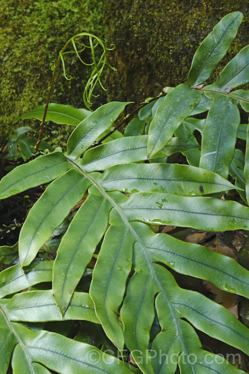 Colenso's Hard Fern, Waterfall Fern of Peretao (<i>Blechnum colensoi</i>), a New Zealand fern found through much of the country, though less common in the drier eastern areas. Its cascading leathery fronds are up to 60cm long and have relatively few pinnae and a stout midrib. The fertile fronds are dark brown to black and more erect