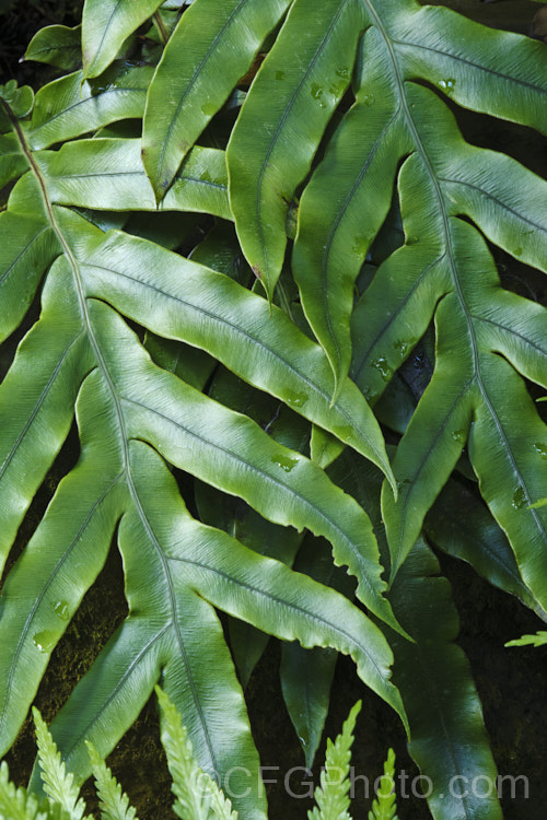 Colenso's Hard Fern, Waterfall Fern of Peretao (<i>Blechnum colensoi</i>), a New Zealand fern found through much of the country, though less common in the drier eastern areas. Its cascading leathery fronds are up to 60cm long and have relatively few pinnae and a stout midrib. The fertile fronds are dark brown to black and more erect