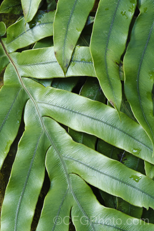 Colenso's Hard Fern, Waterfall Fern of Peretao (<i>Blechnum colensoi</i>), a New Zealand fern found through much of the country, though less common in the drier eastern areas. Its cascading leathery fronds are up to 60cm long and have relatively few pinnae and a stout midrib. The fertile fronds are dark brown to black and more erect