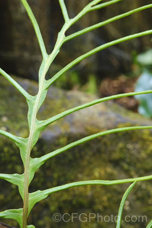 Colenso's Hard Fern, Waterfall Fern of Peretao (<i>Blechnum colensoi</i>), a New Zealand fern found through much of the country, though less common in the drier eastern areas. Its cascading leathery fronds are up to 60cm long and have relatively few pinnae and a stout midrib. The fertile fronds are dark brown to black and more erect