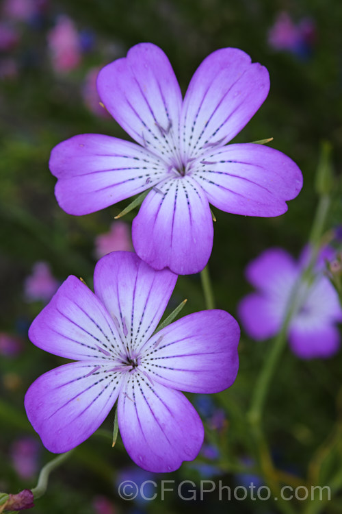 Corncockle (<i>Agrostemma githago</i>), a summer-flowering Mediterranean annual of the carnation family. Its long, wiry stems can grow to around 1m tall and the flowers are around 2cm wide. Cultivars occur in a range of pink and mauve to red shades. While capable of self-sowing very freely and sometimes considered a minor weed, it is also quite widely cultivated for its airy, graceful habit. agrostemma-2269htm'>Agrostemma. Order: Caryophyllales, Family: Caryophyllaceae