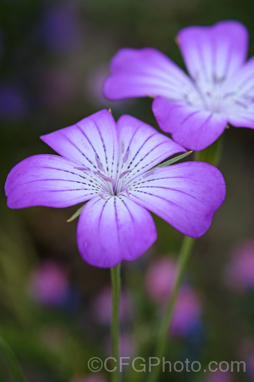 Corncockle (<i>Agrostemma githago</i>), a summer-flowering Mediterranean annual of the carnation family. Its long, wiry stems can grow to around 1m tall and the flowers are around 2cm wide. Cultivars occur in a range of pink and mauve to red shades. While capable of self-sowing very freely and sometimes considered a minor weed, it is also quite widely cultivated for its airy, graceful habit. agrostemma-2269htm'>Agrostemma. Order: Caryophyllales, Family: Caryophyllaceae