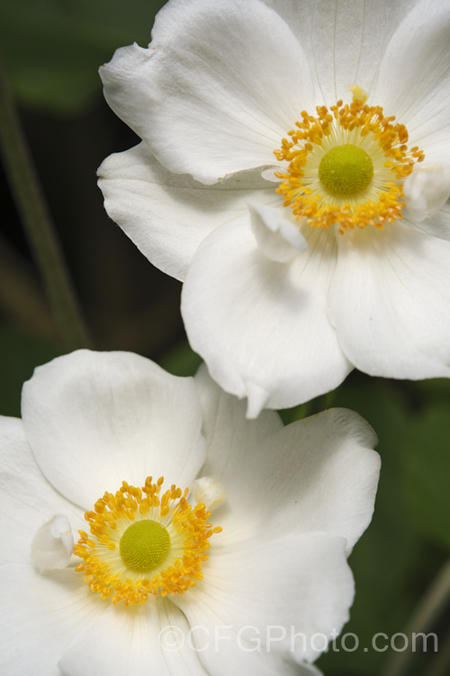 Japanese Anemone (<i>Anemone scabiosa [syns. Anemone hupehensis var. japonica, Anemone x hybrida, Anemone japonica]), an autumn-flowering woodland perennial native to Japan and China. It thrives in moist, partly shaded positions and while a little invasive, it is valuable for late season colour. Order: Ranunculales, Family: Ranunculaceae