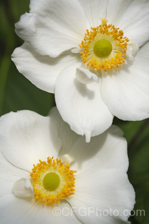 Japanese Anemone (<i>Anemone scabiosa [syns. Anemone hupehensis var. japonica, Anemone x hybrida, Anemone japonica]), an autumn-flowering woodland perennial native to Japan and China. It thrives in moist, partly shaded positions and while a little invasive, it is valuable for late season colour. Order: Ranunculales, Family: Ranunculaceae