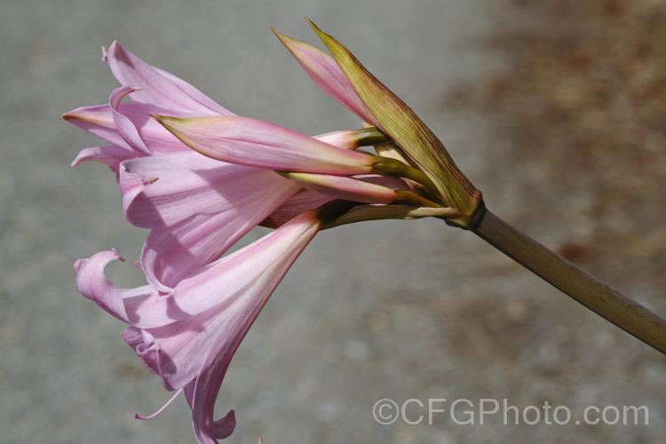 Belladonna Lily or Naked Ladies (<i>Amaryllis belladonna</i>), an autumn-flowering bulb native to South Africa. The flowers, which are on stems up to 1m tall, appear before the foliage develops. Order: Asparagales, Family: Amaryllidaceae