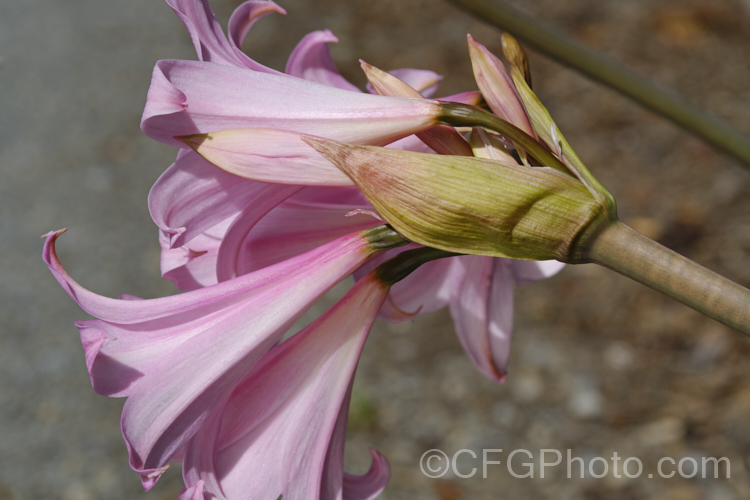 Belladonna Lily or Naked Ladies (<i>Amaryllis belladonna</i>), an autumn-flowering bulb native to South Africa. The flowers, which are on stems up to 1m tall, appear before the foliage develops. Order: Asparagales, Family: Amaryllidaceae