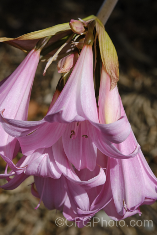 Belladonna Lily or Naked Ladies (<i>Amaryllis belladonna</i>), an autumn-flowering bulb native to South Africa. The flowers, which are on stems up to 1m tall, appear before the foliage develops. Order: Asparagales, Family: Amaryllidaceae