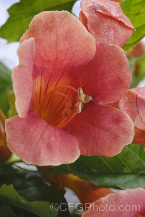 Chinese Trumpet Vine (<i>Campsis grandiflora</i>), a vigorous, deciduous, summer-flowering climber native to China and Japan. In light soil it often suckers profusely. Order: Lamiales, Family: Bignoniaceae