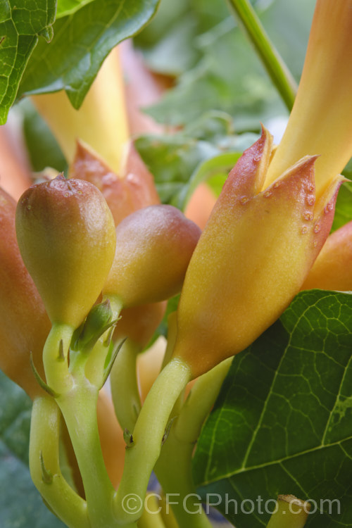 Sepals of the Chinese Trumpet Vine (<i>Campsis grandiflora</i>), a vigorous, deciduous, summer-flowering climber native to China and Japan. In light soil it often suckers profusely. Note the extrafloral nectaries around the edge of the open sepals. These feed ants that help protect the vine. Order: Lamiales, Family: Bignoniaceae