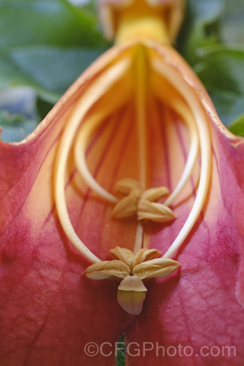 A cut away flower of Chinese Trumpet Vine (<i>Campsis grandiflora</i>), showing the 4 stamens and single pistil. This vigorous, deciduous, summer-flowering climber is native to China and Japan. In light soil it often suckers profusely. Note the two-lobed stigma, which can open and close in reaction to the touch of pollinators and the amount of pollen deposited, approximately 350 grains being required to fully pollinate the flower and cause the lobes to stay closed. Order: Lamiales, Family: Bignoniaceae