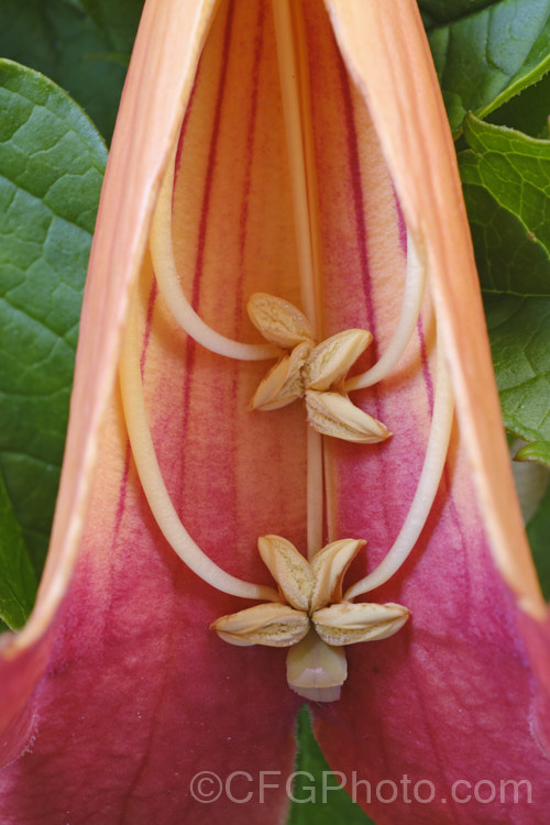 A cut away flower of Chinese Trumpet Vine (<i>Campsis grandiflora</i>), showing the 4 stamens and single pistil. This vigorous, deciduous, summer-flowering climber is native to China and Japan. In light soil it often suckers profusely. Note the two-lobed stigma, which can open and close in reaction to the touch of pollinators and the amount of pollen deposited, approximately 350 grains being required to fully pollinate the flower and cause the lobes to stay closed. Order: Lamiales, Family: Bignoniaceae