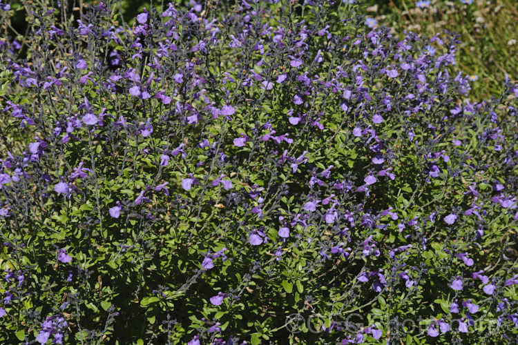 Salvia greggii 'Mesa Azure', a purple-pink-flowered cultivar of Autumn Sage, a 35-50cm tall, summer- to autumn-flowering perennial or subshrub native to Texas and nearby parts of Mexico. The species usually has intensely red flowers, less commonly purple or pink, but cultivars are also available in soft yellow to apricot shades. Order: Lamiales, Family: Lamiaceae