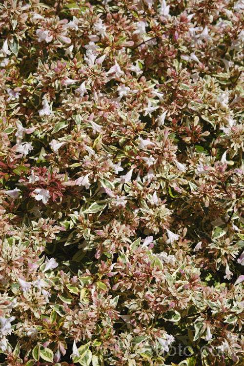 Linnaea 'Snow Showers', a boldly variegated foliage cultivar with small, dark green leaves with a cream border that develops pink tones as the weather cools in autumn. It has small white flowers from late summer through autumn, but these are often less of a feature than the leaves 'Snow Showers' forms a dense mound around 1m high and wide and it responds well to frequent trimming. Order: Dipsacales, Family: Caprifoliaceae