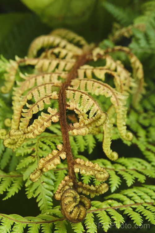 Young growth of Wheki (<i>Dicksonia squarrosa</i>), probably the most common and easily grown of the New Zealand tree ferns. It grows to as much as 6m tall and is found throughout the country. dicksonia-2233htm'>Dicksonia. <a href='dicksoniaceae-plant-family-photoshtml'>Dicksoniaceae</a>.