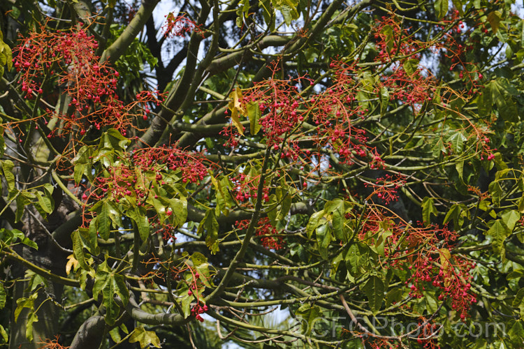 Illawarra. Flame. Tree or Flame. Kurrajong (<i>Brachychiton acerifolius</i>), a tree from eastern New South Wales and Queensland, Australia. Around 15m tall. It is renowned for its vivid red flowers, which stand out all the more clearly as the tree often sheds its leaves before flowering. brachychiton-2607htm'>Brachychiton.