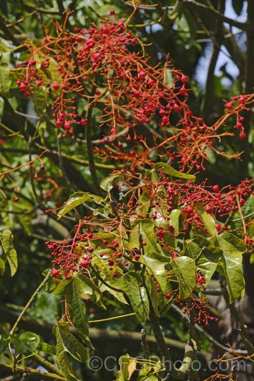 Illawarra. Flame. Tree or Flame. Kurrajong (<i>Brachychiton acerifolius</i>), a tree from eastern New South Wales and Queensland, Australia. Around 15m tall. It is renowned for its vivid red flowers, which stand out all the more clearly as the tree often sheds its leaves before flowering. brachychiton-2607htm'>Brachychiton.