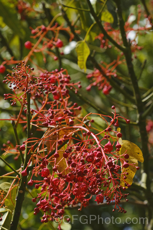 Illawarra. Flame. Tree or Flame. Kurrajong (<i>Brachychiton acerifolius</i>), a tree from eastern New South Wales and Queensland, Australia. Around 15m tall. It is renowned for its vivid red flowers, which stand out all the more clearly as the tree often sheds its leaves before flowering. brachychiton-2607htm'>Brachychiton.