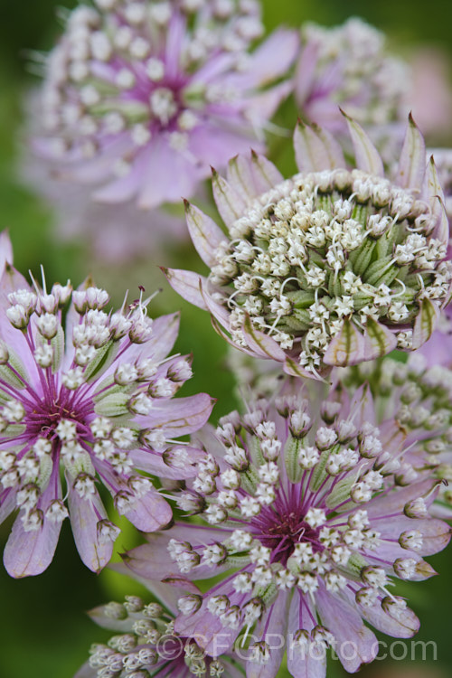 Greater Masterwort (<i>Astrantia major</i>), a much-cultivated central and eastern European perennial the flower stems of which are up to 80cm tall. There are many garden forms. astrantia-2384htm'>Astrantia.