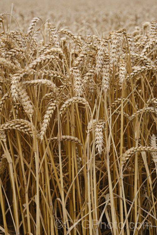 Ripe. Common Wheat or Bread. Wheat (<i>Triticum aestivum</i>) ready to harvest. Originating in the Middle. East and among the first cultivated arable plants, wheat is a vitally important cereal crop for much of the world. It is the primary constituent of most bread and cakes and is used in many other baked goods. triticum-2291htm'>Triticum. .