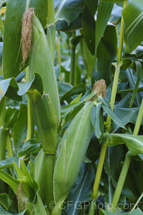 Sweet Corn, Maize or Corn (<i>Zea mays</i>), a robust annual grass from Central America grown for its edible seed heads (cobs</i>). There are many cultivars. Order: Poales, Family: Poaceae