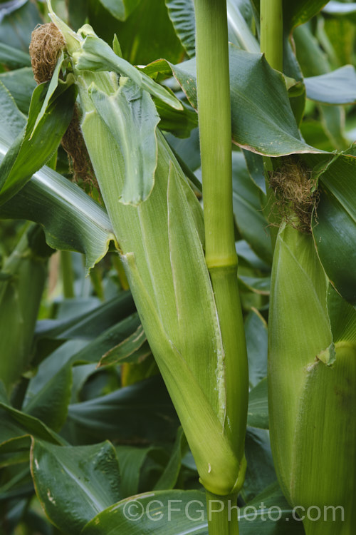 Sweet Corn, Maize or Corn (<i>Zea mays</i>), a robust annual grass from Central America grown for its edible seed heads (cobs</i>). There are many cultivars. Order: Poales, Family: Poaceae