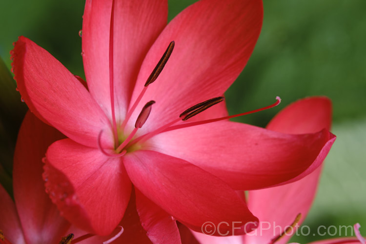 Kaffir. Lily (<i>Schizostylis coccinea</i>), an autumn-flowering southern African perennial that usually occurs in damp places, such as along the banks of watercourses. It has naturalised in farm drainage ditches in parts of New Zealand schizostylis-3292htm'>Schizostylis.