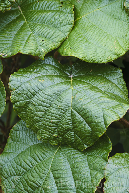 Kiwifruit (<i>Actinidia delisiosa</i>), a deciduous spring- to early summer-flowering vine native to China. Originally known in the west as Chinese Gooseberry, the name. Kiwifruit was popularised by New Zealand marketers when that country began commercial production of the distinctive green-fleshed, hairy brown fruit. The kiwifruit plant is an extremely vigorous plant that can cover a large area. Order: Ericales, Family: Actinidiaceae