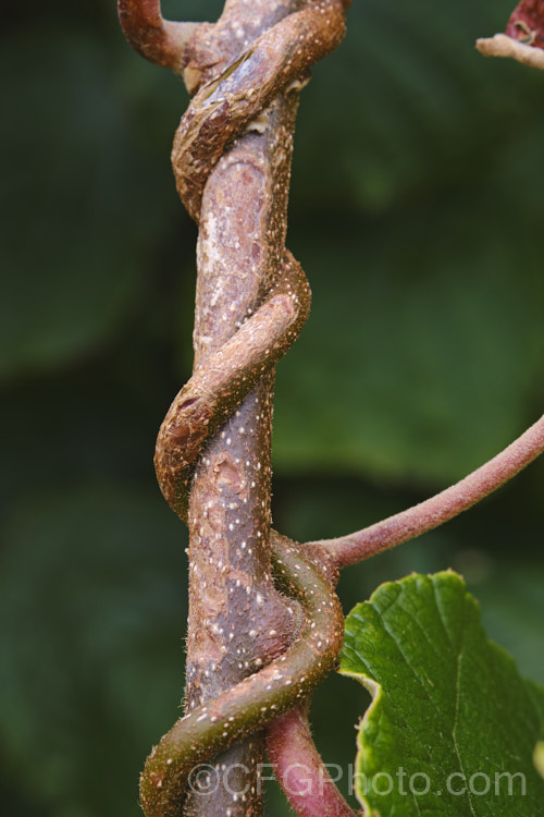 Kiwifruit (<i>Actinidia delisiosa</i>), a deciduous spring- to early summer-flowering vine native to China. Originally known in the west as Chinese Gooseberry, the name. Kiwifruit was popularised by New Zealand marketers when that country began commercial production of the distinctive green-fleshed, hairy brown fruit. The kiwifruit plant is an extremely vigorous plant that can cover a large area. Order: Ericales, Family: Actinidiaceae