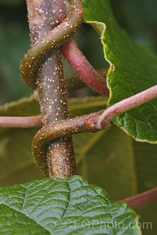 Kiwifruit (<i>Actinidia delisiosa</i>), a deciduous spring- to early summer-flowering vine native to China. Originally known in the west as Chinese Gooseberry, the name. Kiwifruit was popularised by New Zealand marketers when that country began commercial production of the distinctive green-fleshed, hairy brown fruit. The kiwifruit plant is an extremely vigorous plant that can cover a large area. Order: Ericales, Family: Actinidiaceae