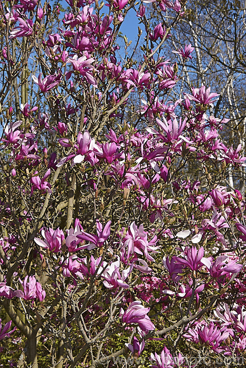 Magnolia 'Betty' (<i>Magnolia liliiflora 'Nigra' x Magnolia stellata 'Rosea'), an upright bush, usually the second to flower (after 'Ann') of the De. Vos and Kosar hybrids known as 'eight little girls'. It was raised by William. Kosar and Francis de Vos in the United States and introduced in 1956. Order: Magnoliales, Family: Magnoliaceae