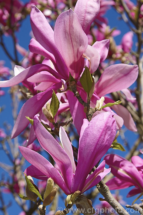 Magnolia 'Betty' (<i>Magnolia liliiflora 'Nigra' x Magnolia stellata 'Rosea'), an upright bush, usually the second to flower (after 'Ann') of the De. Vos and Kosar hybrids known as 'eight little girls'. It was raised by William. Kosar and Francis de Vos in the United States and introduced in 1956. Order: Magnoliales, Family: Magnoliaceae