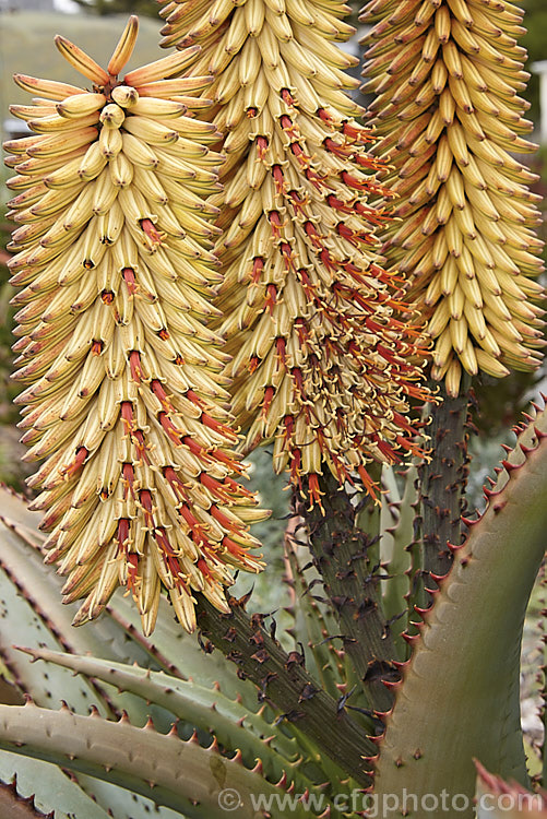 Tilt-head. Aloe (<i>Aloe hexapetala [syn. Aloe speciosa]), a trunk-forming, sometimes tree-like, spring-flowering. South African succulent up to 3m tall. The toothed leaves can reach 80cm long and the inflorescences, which are unbranched but clustered, are up to 50cm long. Order: Asparagales, Family: Asphodelaceae