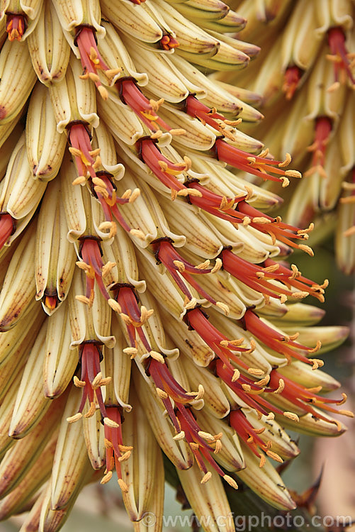 Tilt-head. Aloe (<i>Aloe hexapetala [syn. Aloe speciosa]), a trunk-forming, sometimes tree-like, spring-flowering. South African succulent up to 3m tall. The toothed leaves can reach 80cm long and the inflorescences, which are unbranched but clustered, are up to 50cm long. Order: Asparagales, Family: Asphodelaceae