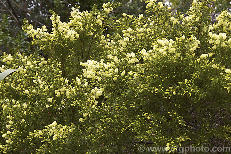 <i>Acacia</i> 'Rewa', an evergreen, spring-flowering, 2.5 x 2.5m shrub with bright to deep green needle-like foliage and short bottlebrush-like flowerheads. This cultivar is quite widely grown in New Zealand and is usually listed as a form of <i>Acacia verticillata<i> or <i>Acacia riceana</i>, but really it does not closely resemble either of those species. Order: Fabales, Family: Fabaceae