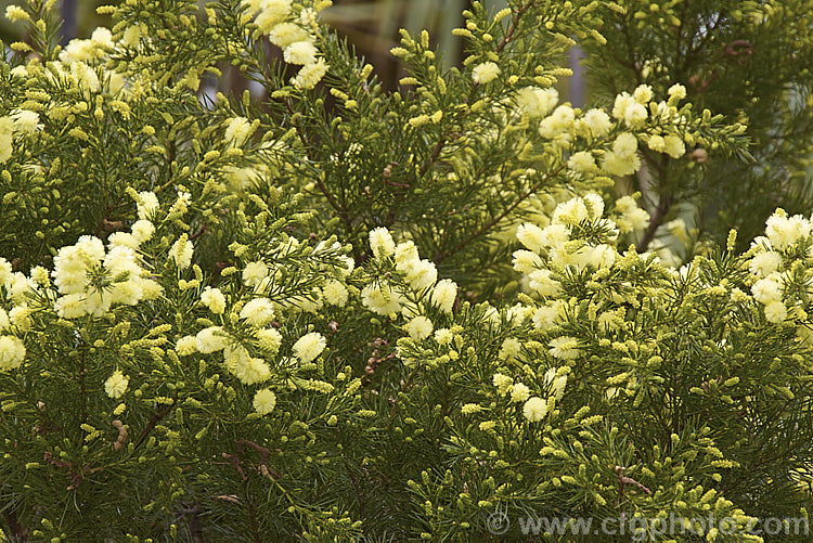 <i>Acacia</i> 'Rewa', an evergreen, spring-flowering, 2.5 x 2.5m shrub with bright to deep green needle-like foliage and short bottlebrush-like flowerheads. This cultivar is quite widely grown in New Zealand and is usually listed as a form of <i>Acacia verticillata<i> or <i>Acacia riceana</i>, but really it does not closely resemble either of those species. Order: Fabales, Family: Fabaceae