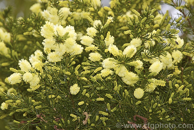 <i>Acacia</i> 'Rewa', an evergreen, spring-flowering, 2.5 x 2.5m shrub with bright to deep green needle-like foliage and short bottlebrush-like flowerheads. This cultivar is quite widely grown in New Zealand and is usually listed as a form of <i>Acacia verticillata<i> or <i>Acacia riceana</i>, but really it does not closely resemble either of those species. Order: Fabales, Family: Fabaceae