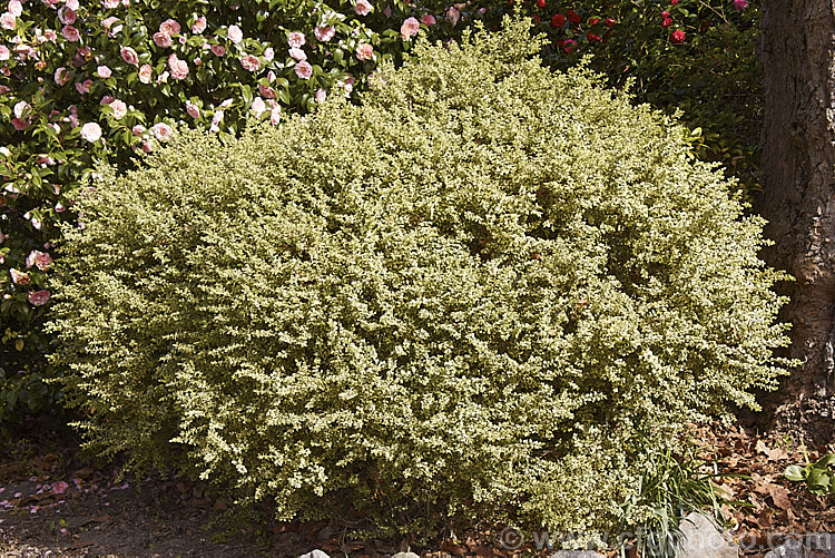 Golden Box (<i>Buxus sempervirens 'Aureo Variegata'), a yellow-edged form of the Common Box, an evergreen shrub native to southern Europe, western Asia and North Africa. As with the plain green-leaved species, it is widely used for hedging.