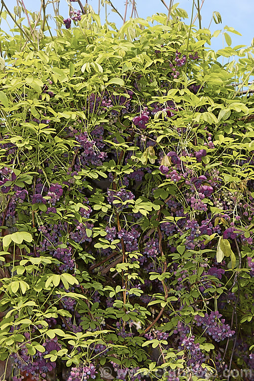 Chocolate. Vine (<i>Akebia quinata</i>), a near-evergreen, spring-flowering climber from China and Japan. The larger female flowers, which are vanilla-scented, are followed by purplish fruits. akebia-2273htm'>Akebia. <a href='lardizabalaceae-plant-family-photoshtml'>Lardizabalaceae</a>.