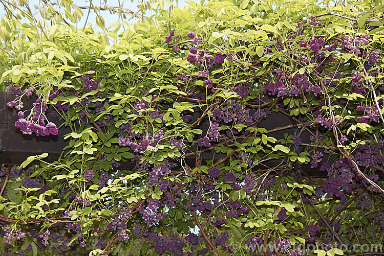 Chocolate. Vine (<i>Akebia quinata</i>), a near-evergreen, spring-flowering climber from China and Japan. The larger female flowers, which are vanilla-scented, are followed by purplish fruits. akebia-2273htm'>Akebia. <a href='lardizabalaceae-plant-family-photoshtml'>Lardizabalaceae</a>.