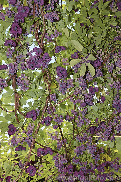 Chocolate. Vine (<i>Akebia quinata</i>), a near-evergreen, spring-flowering climber from China and Japan. The larger female flowers, which are vanilla-scented, are followed by purplish fruits. akebia-2273htm'>Akebia. <a href='lardizabalaceae-plant-family-photoshtml'>Lardizabalaceae</a>.