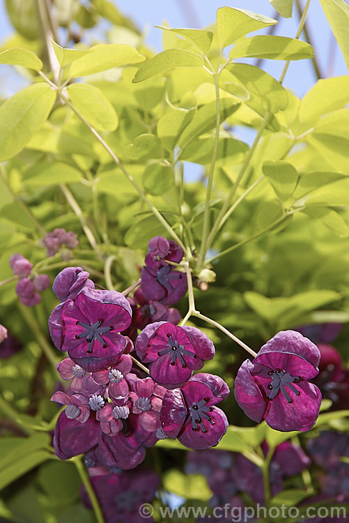 Chocolate. Vine (<i>Akebia quinata</i>), a near-evergreen, spring-flowering climber from China and Japan. The larger female flowers, which are vanilla-scented, are followed by purplish fruits. akebia-2273htm'>Akebia. <a href='lardizabalaceae-plant-family-photoshtml'>Lardizabalaceae</a>.