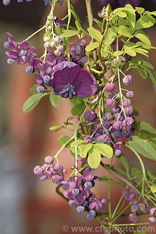 Chocolate. Vine (<i>Akebia quinata</i>), a near-evergreen, spring-flowering climber from China and Japan. The larger female flowers, which are vanilla-scented, are followed by purplish fruits. akebia-2273htm'>Akebia. <a href='lardizabalaceae-plant-family-photoshtml'>Lardizabalaceae</a>.