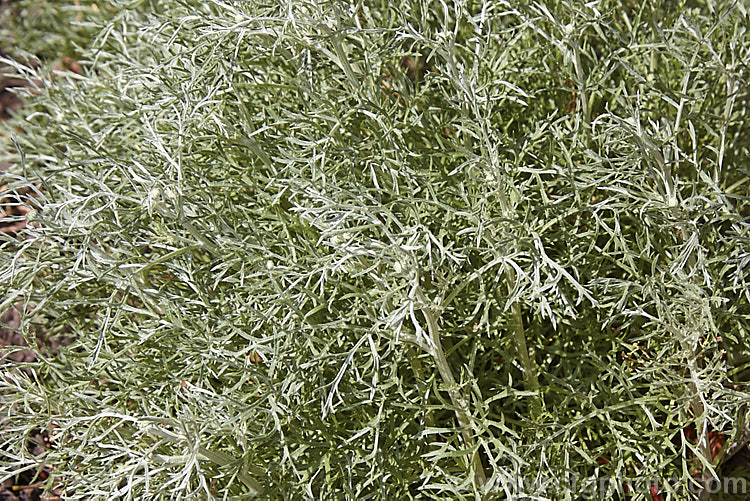 The spring foliage of Pyrethrum, Dalmatia. Pyrethrum (<i>Tanacetum cinerariifolium</i>), an evergreen perennial native to the Balkans and Albania. It grows to around 45cm high and wide, and is notable for its finely divided, silvery blue-grey foliage and its summer-borne flowerheads, which are up to 35mm wide, with white ray florets. tanacetum-2130htm'>Tanacetum.