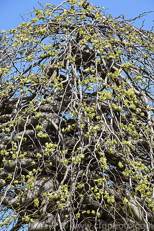 Camperdown Elm (<i>Ulmus glabra 'Camperdownii') in spring with samara but before the foliage expands. This form of the Scotch Elm or Wych Elm develops into a wide-spreading, dome-shaped tree that forms an umbrella-like canopy of twisted branches. Order: Rosales, Family: Ulmaceae