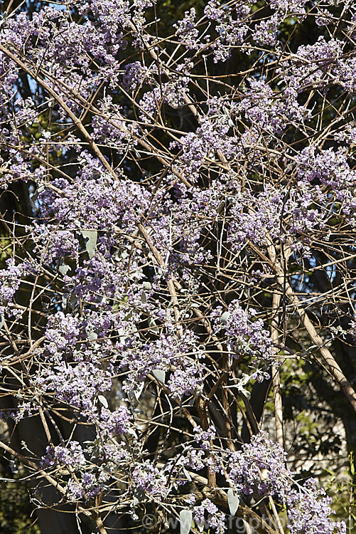 Buddleja crispa flowering in spring while still mostly leafless. This deciduous or near-deciduous shrub is native to the Himalayan region of southern China and grows to around 35m high and wide. Flowering starts in spring and continues into summer. The grey-green leaves have downy undersides and can reach 15cm long. buddleja-2053htm'>Buddleja. <a href='scrophulariaceae-plant-family-photoshtml'>Scrophulariaceae</a>.